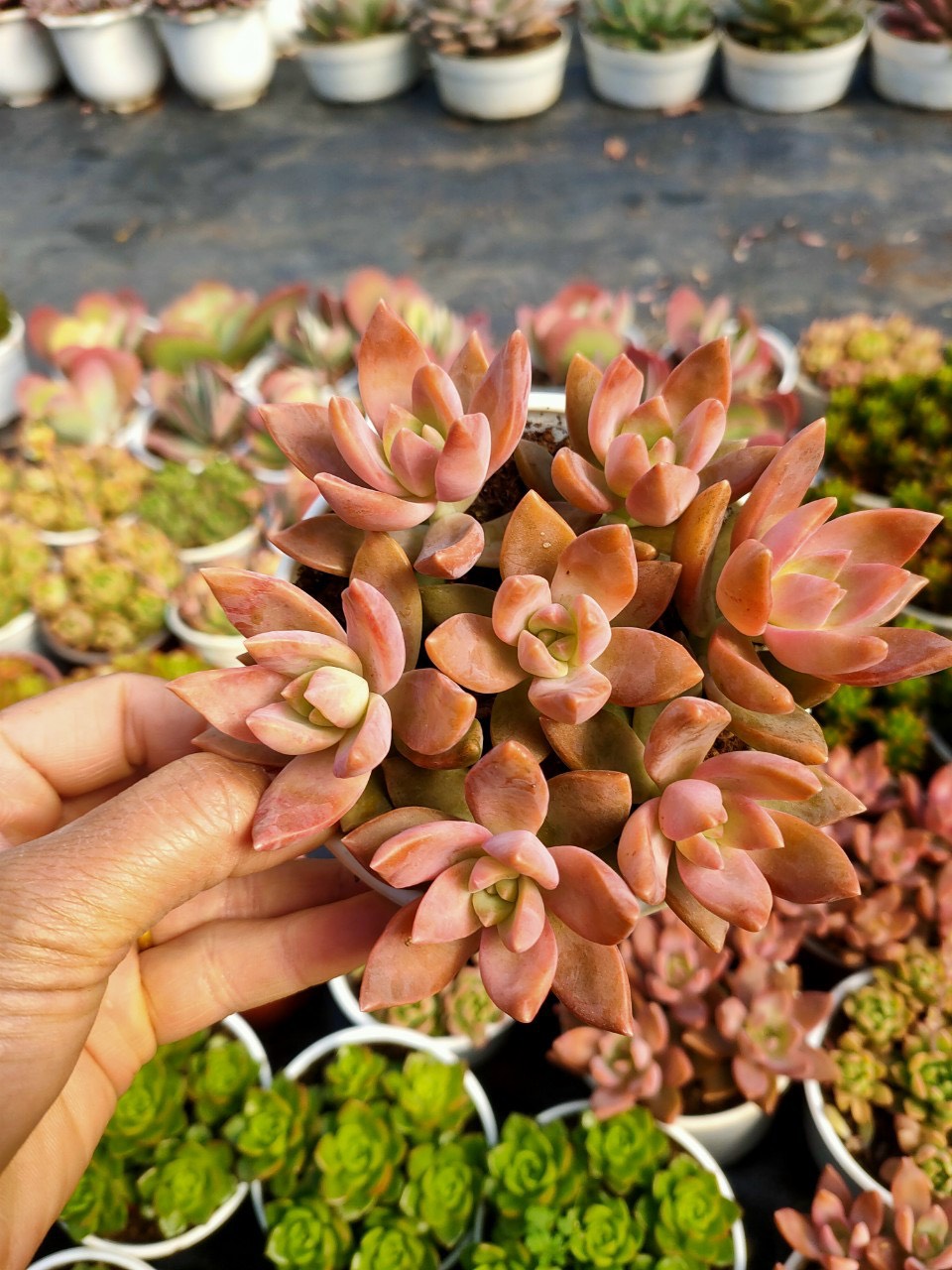 SEN ĐÁ ĐỎ SIZE TRUNG (10-13cm)