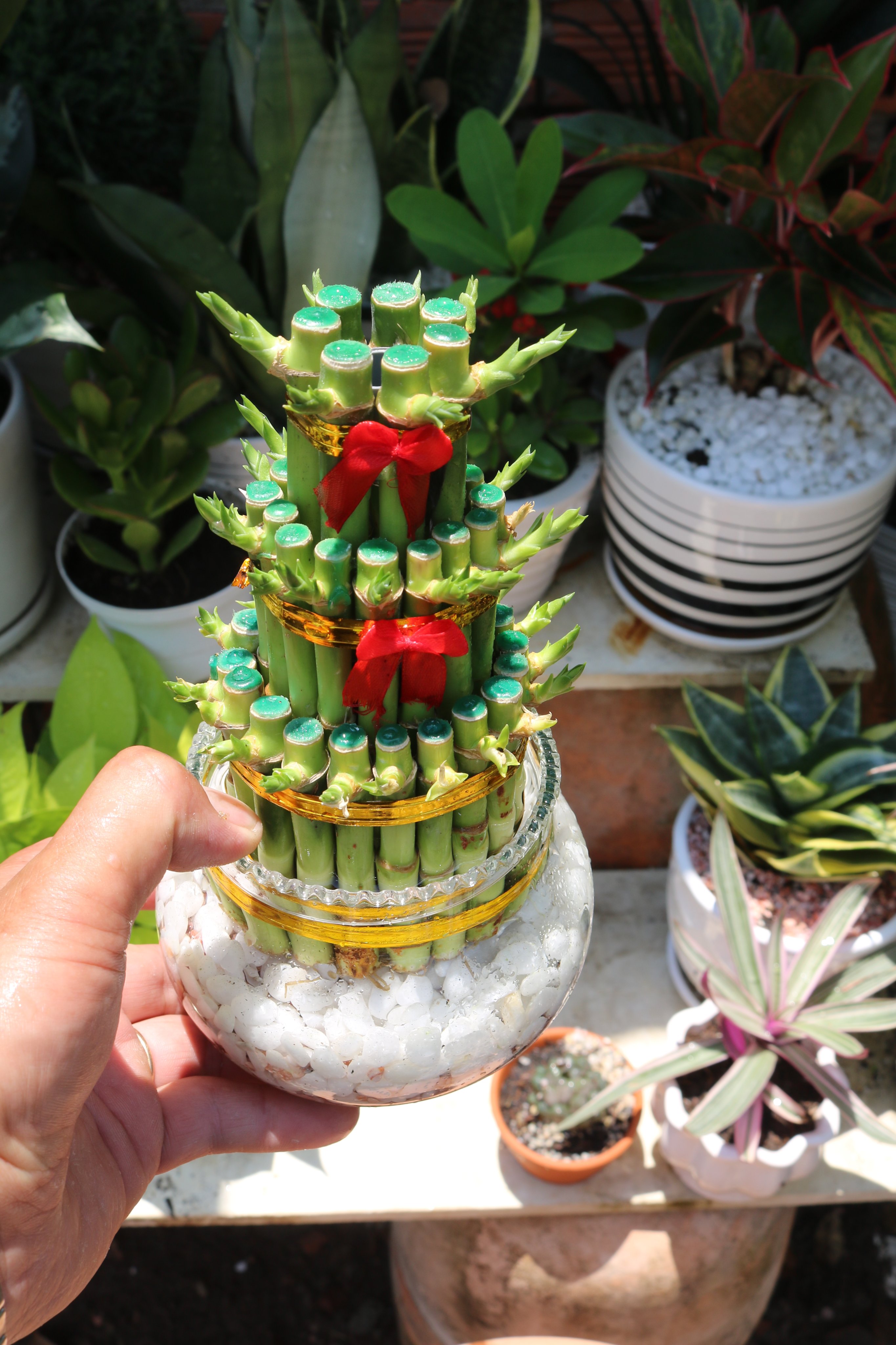 Chậu thuỷ tinh cây Phát Tài 3 Tầng