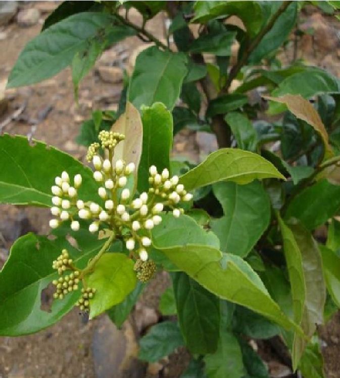 Hạt Giống Cây Xạ Đen - ( Cây dược liêu- 50hạt )