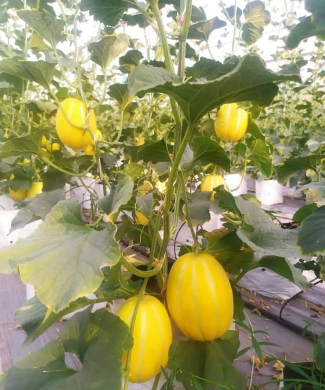 Hạt giống dưa lê hàn quốc 20 hạt