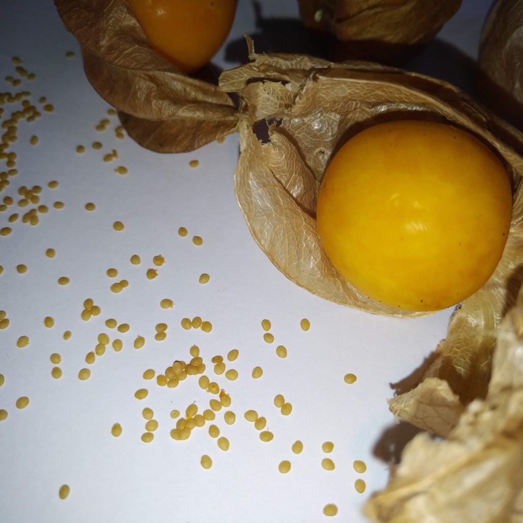 [HCM]HẠT GIỐNG TẦM BÓP NAM MỸ (300 HẠT)