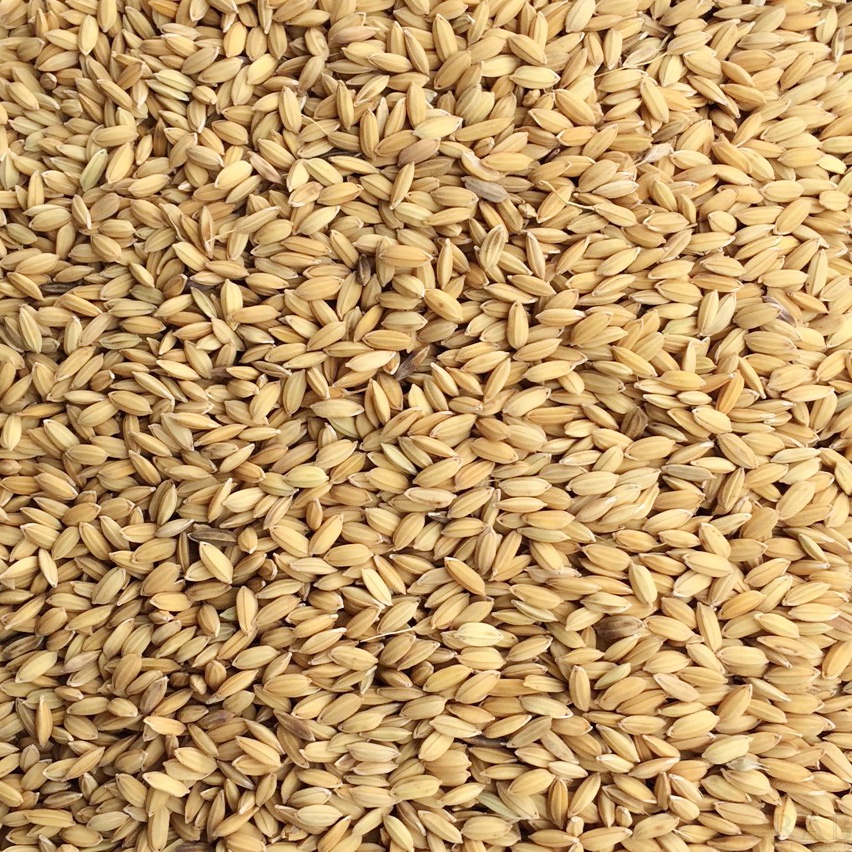 Thức ăn cho Gà, Chim - Lúa cho gà, chim - Túi 5Kg