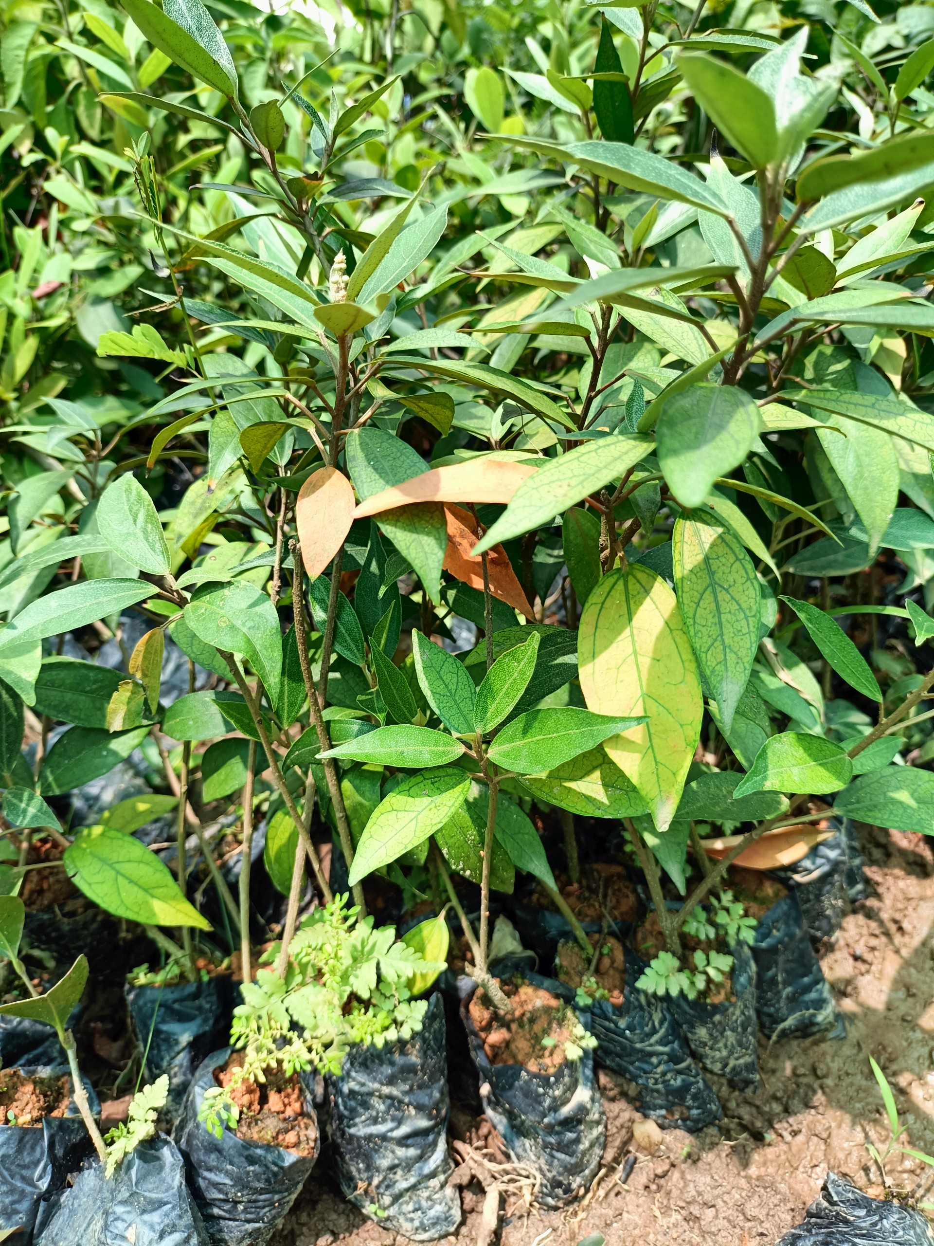 Combo 3 cây giống khổ sâm