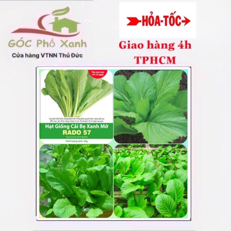 Hạt giống cải bẹ xanh
