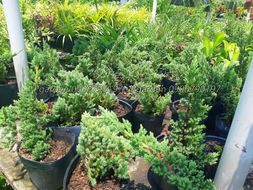 cây họa tùng bonsai mini