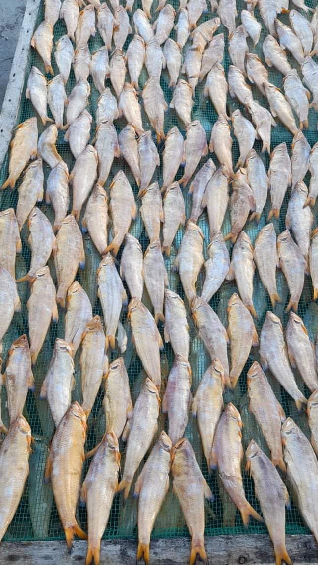Khô Cá Lẹp Vàng Chất Lượng
