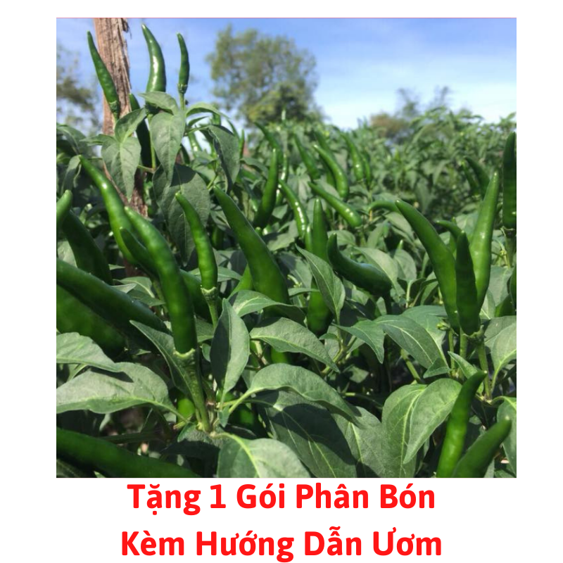 [Lấy mã giảm thêm 30%] Gói Hạt Giống Ớt Chỉ Thiên F1