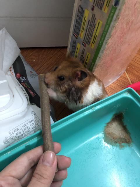 Cành táo mài răng cho Thú cưng Hamster Thỏ Bọ... - [Nông Trại Thú Cưng]