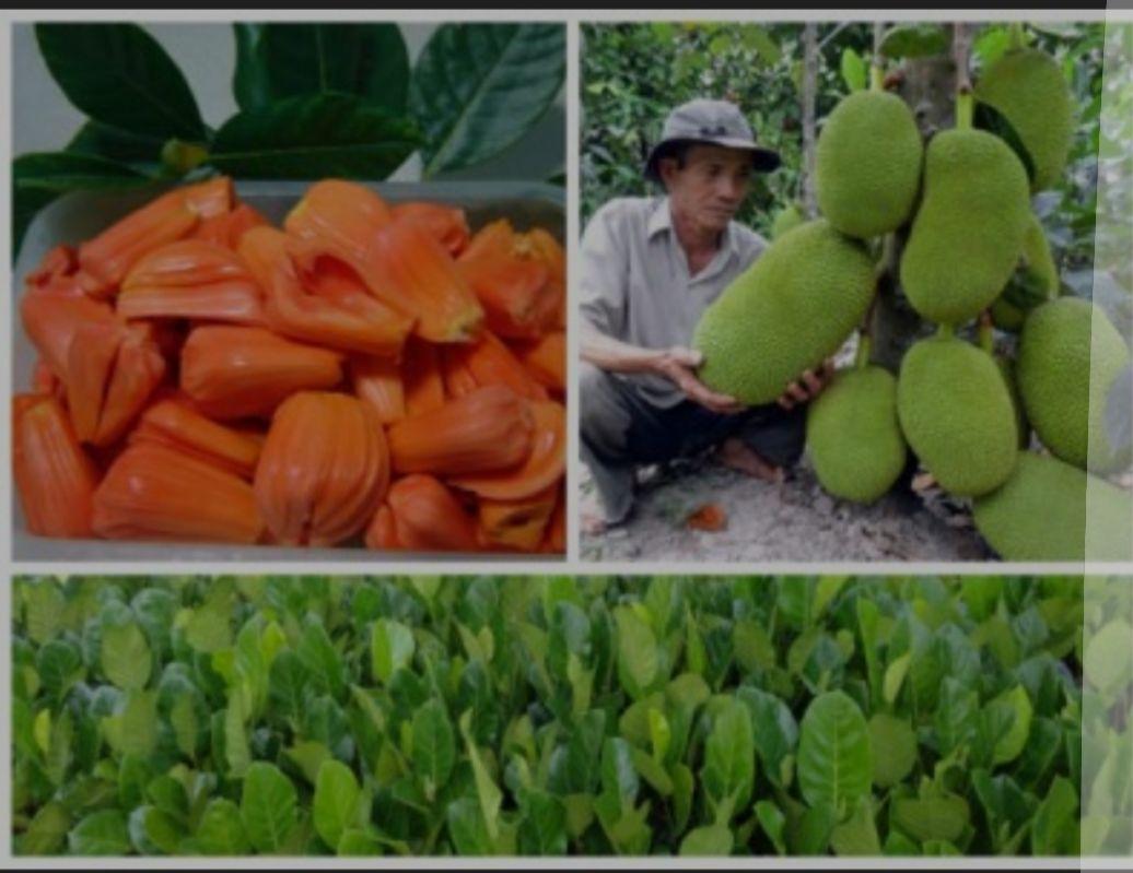 cây mít ruột đỏ sơ đỏ thái lan