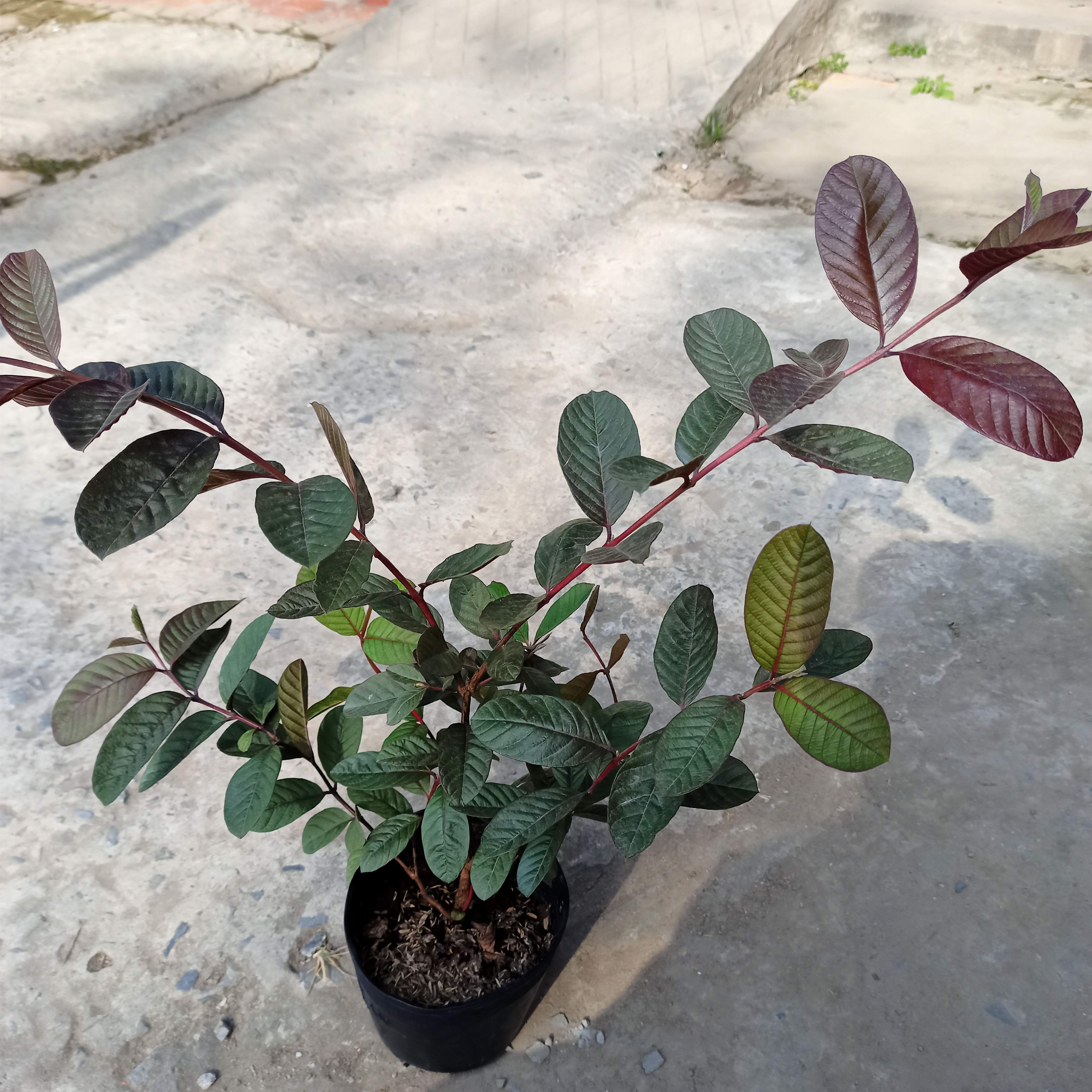 Cây giống ổi tím Malaysia - Summer Garden