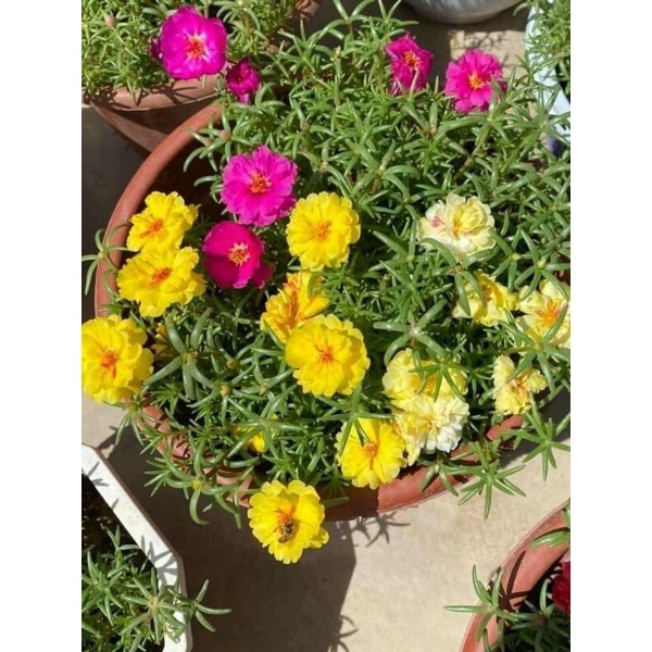 hạt giống hoa mười giờ kép mix