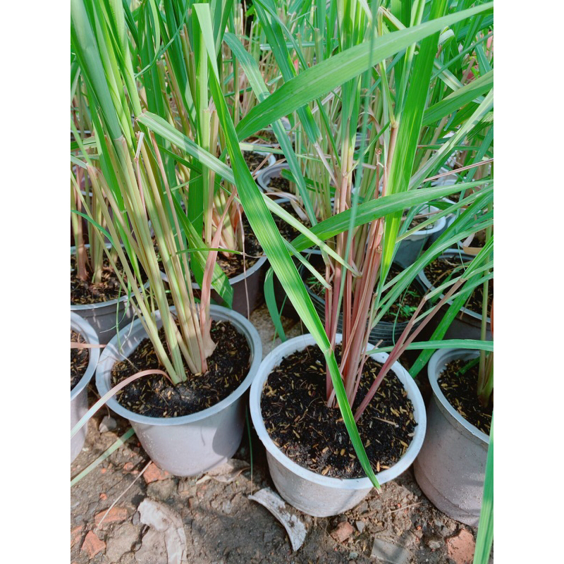 Bụi Sả Thái (Sả Java)