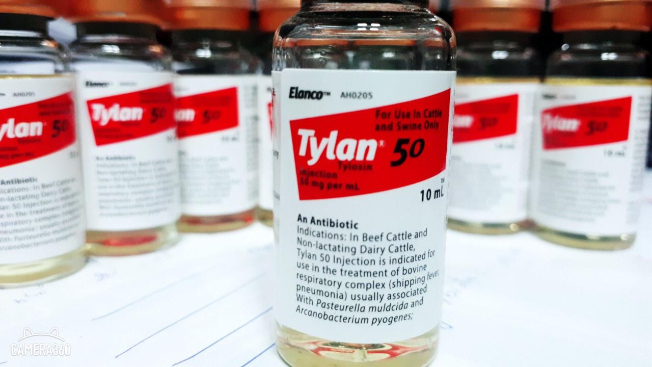 Tylan 50 trị tang, khò khè cho gà đá