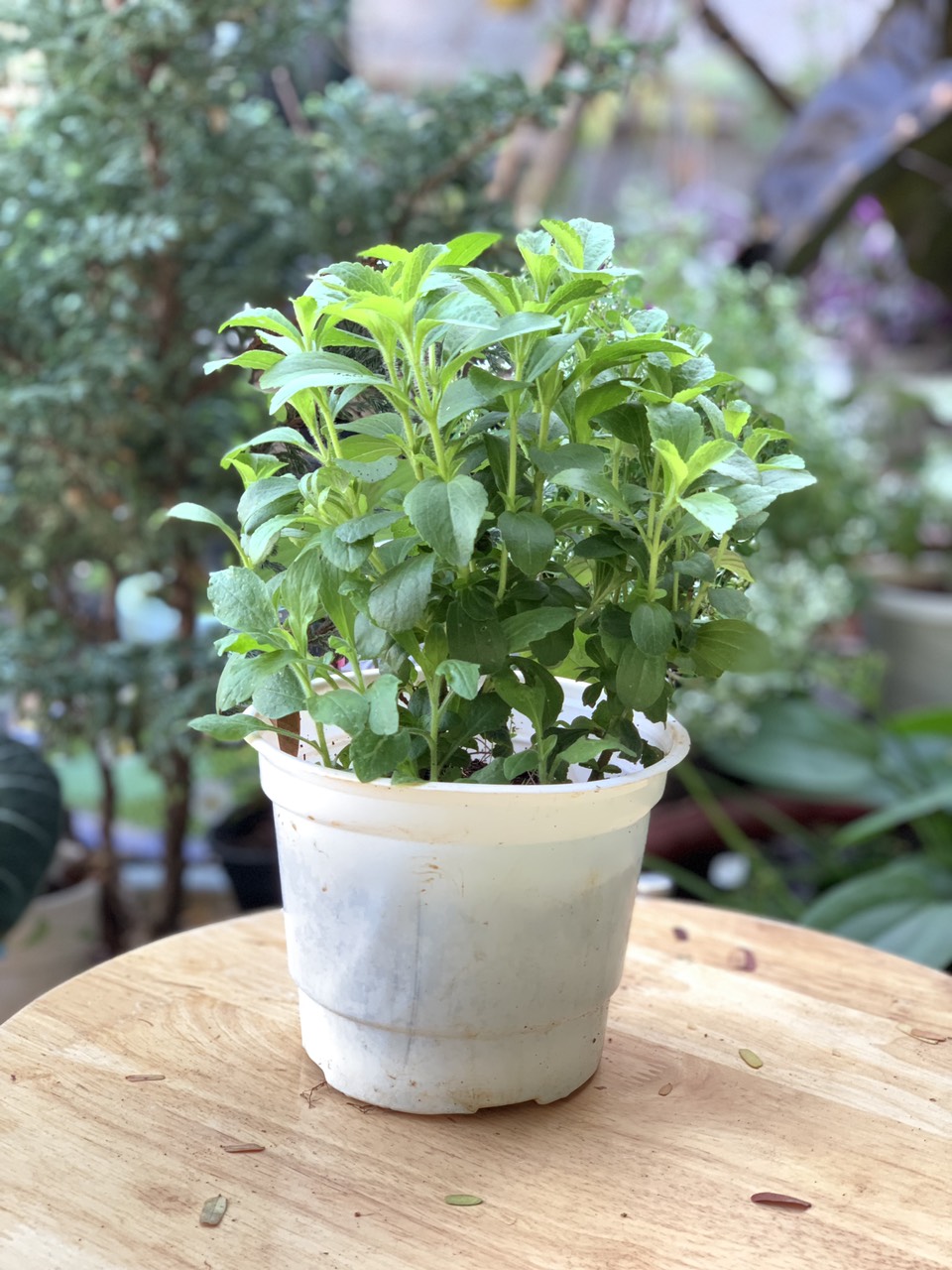 Chậu cây cỏ ngọt - cúc ngọt - Stevia