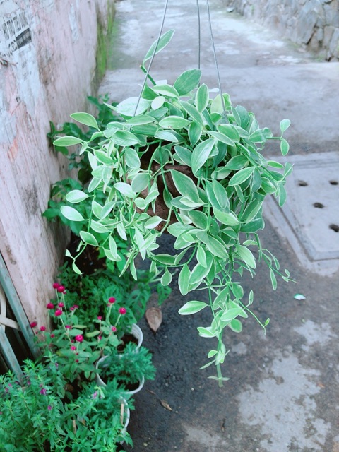 Chậu Cây Hạt Dưa