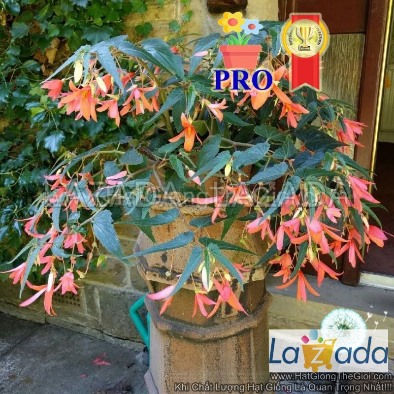 25h hạt giống hoa thu hải đường rủ santa hồng f1pro