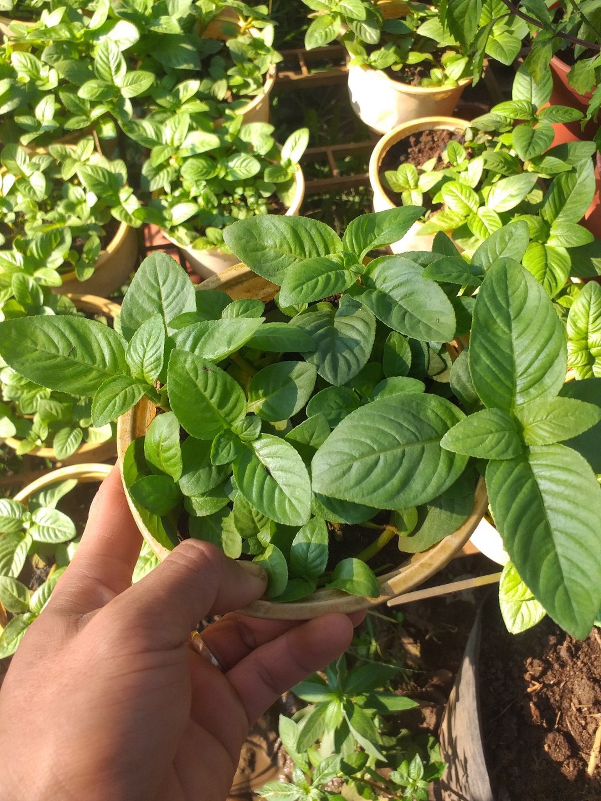 Rau xá xị (rau quế vị) - Chậu to