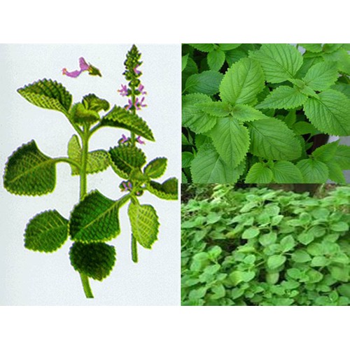 CHẬU CÂY HÚNG CHANH GIỐNG ( CÂY RAU TẦN LÁ DÀY )
