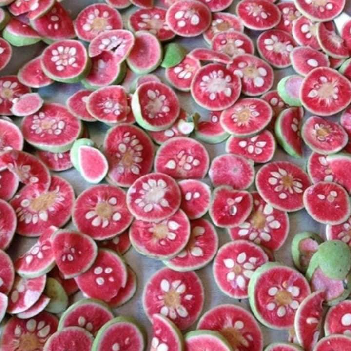 Cây giống chay ruột đỏ cao f1 ( chuyên cây giống )