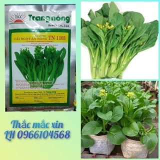 100gr hạt giống cải ngồng ngọt Trang Nông TN1103 thumbnail