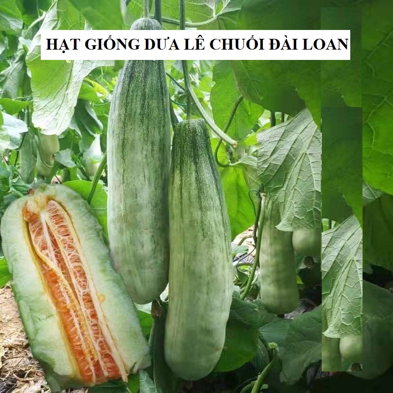 Hạt giống Dưa lê quả dài Yang Jiao Mi F1 - Dưa lê chuối - 0.3grram (30 hạt)