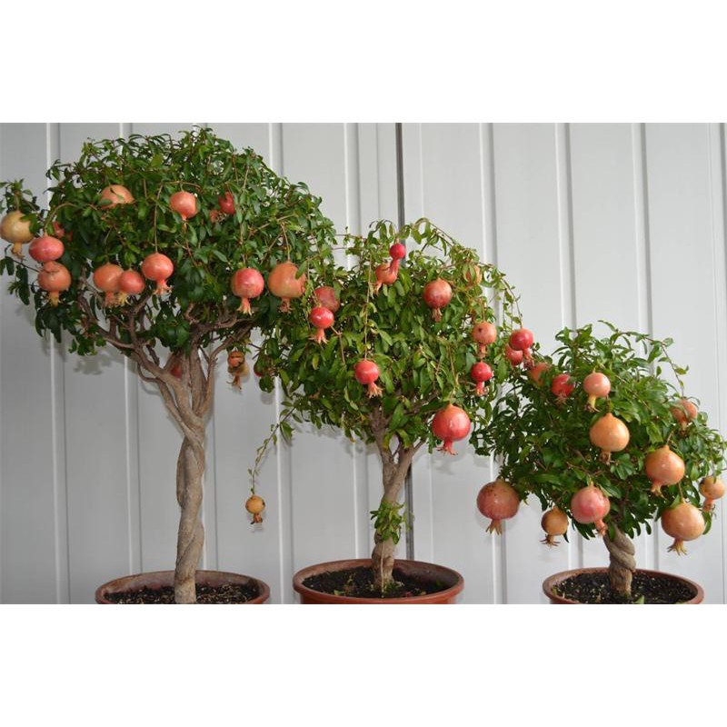 Hạt Giống Cây Lựu Lùn - 10 Hạt