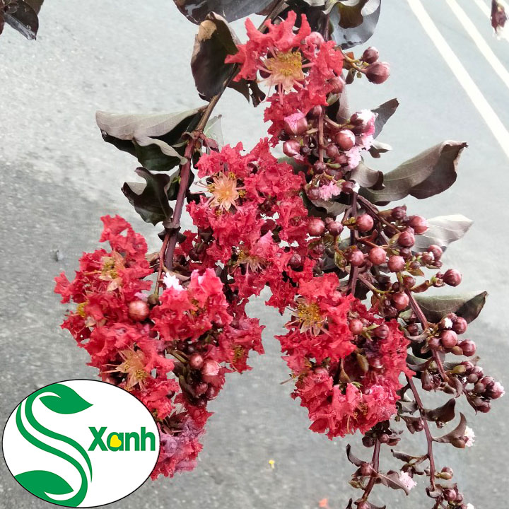 Tường vi huyết long lá tím bông đỏ - cây, cao 40 - 50 cm