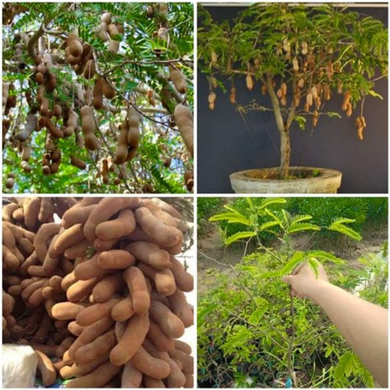 Cây me thái lùn trái ngọt (siêu sớm)