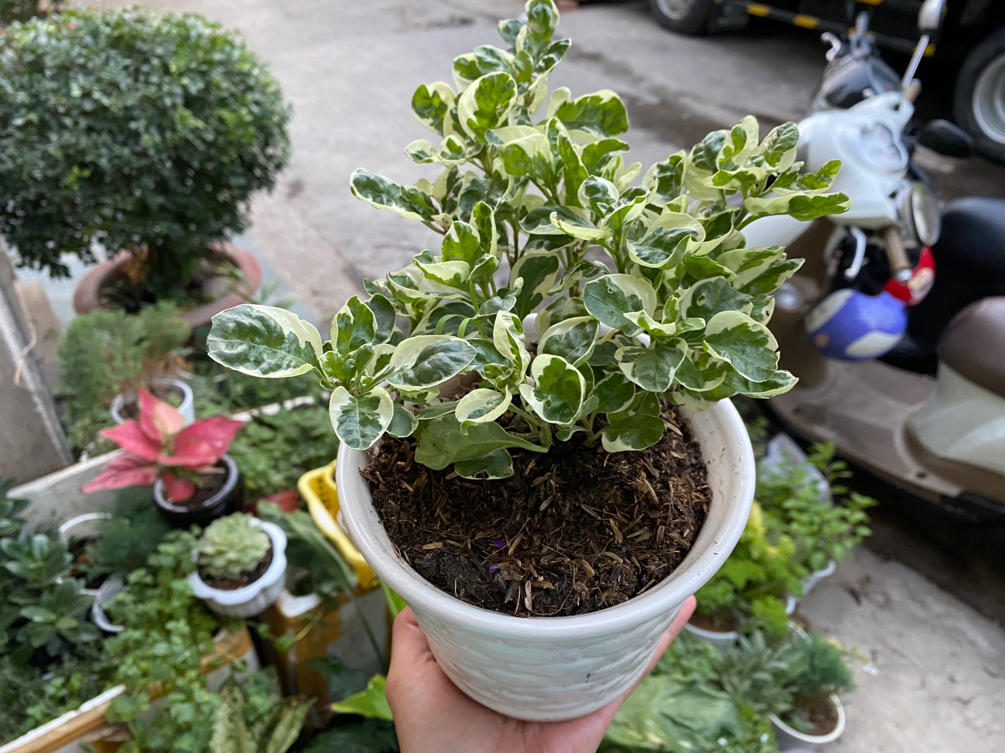 CÂY CẨM THẠCH ĐỂ BÀN