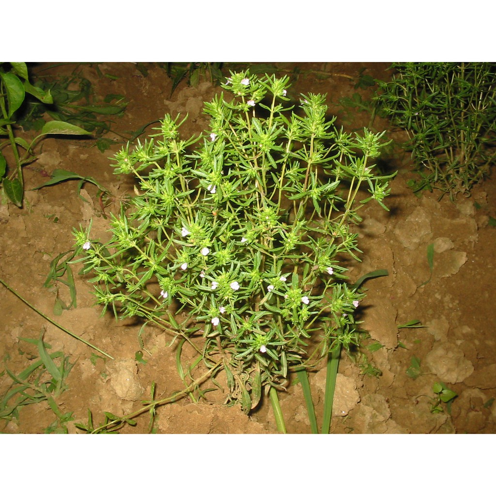 [HCM]Hũ 120ml Savory Leaves - Húng Mùa Hè
