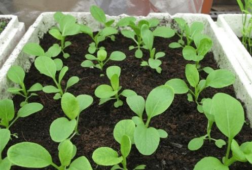 20g Hạt giống Cải ngọt