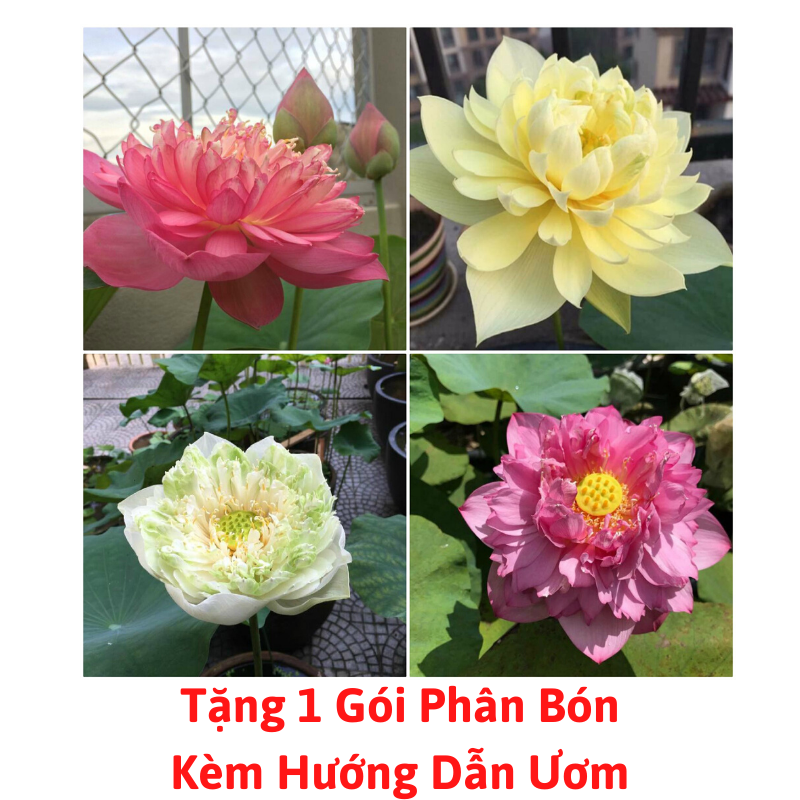 Gói Hạt Giống Sen Bách Diệp ( Đã Mài Đầu Hạt )