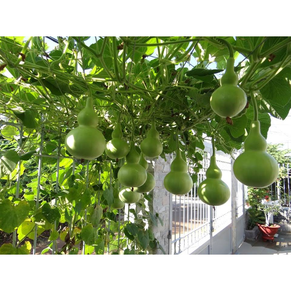 10 hạt giống bầu hồ lô nhiều quả