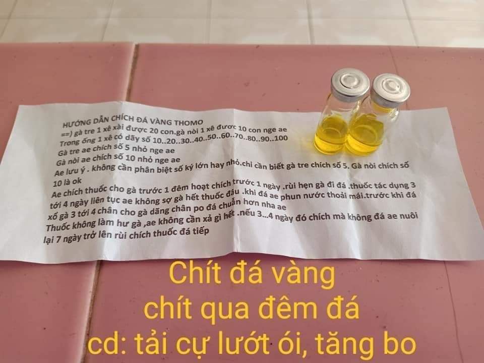 Vàng Chích Qua đêm