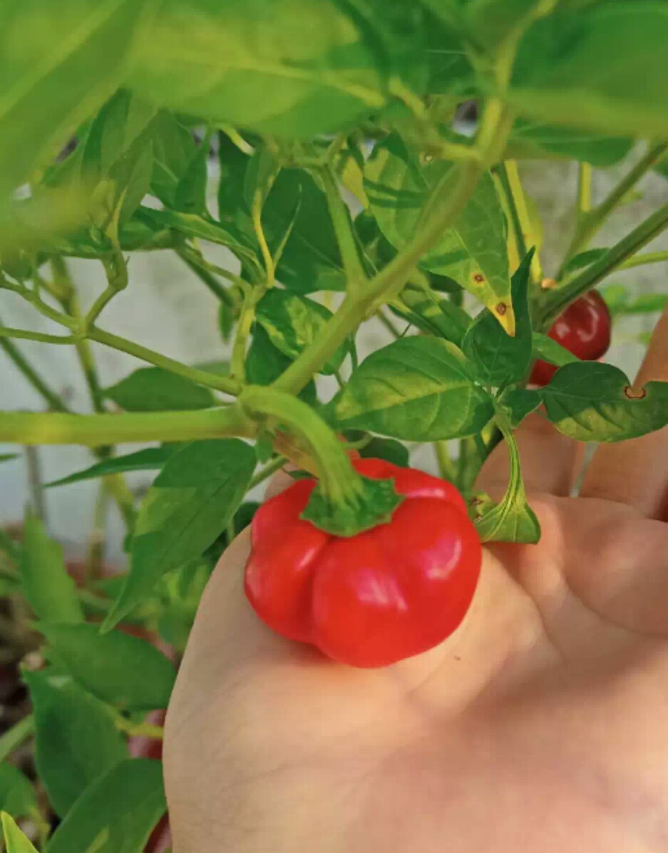 Hạt ớt bí ngô Thái Lan (gói 30 hạt)