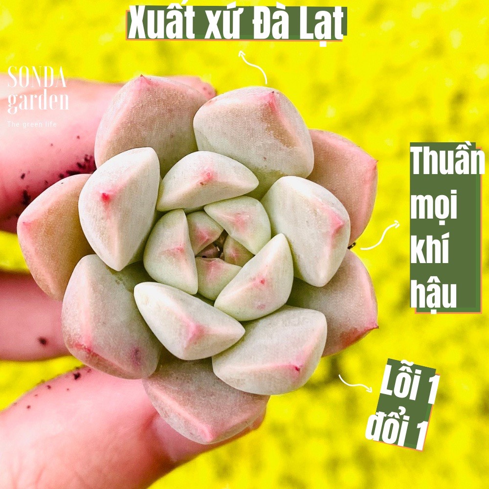 Sen đá hồng quế size mini siêu khỏe đẹp lỗi 1 đổi 1