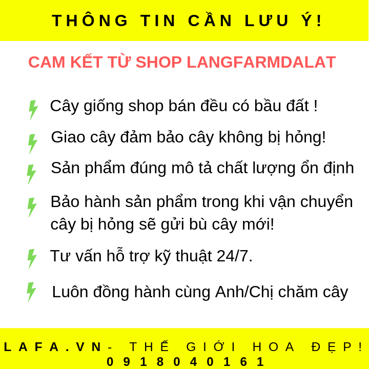 Hoa nhất chi mai - Cây có bầu đất khỏe mạnh