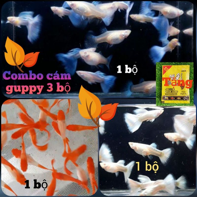 Combo cám dành cho guppy (Blue Topaz, Koi gen, Full Platinum) - Nga Guppy