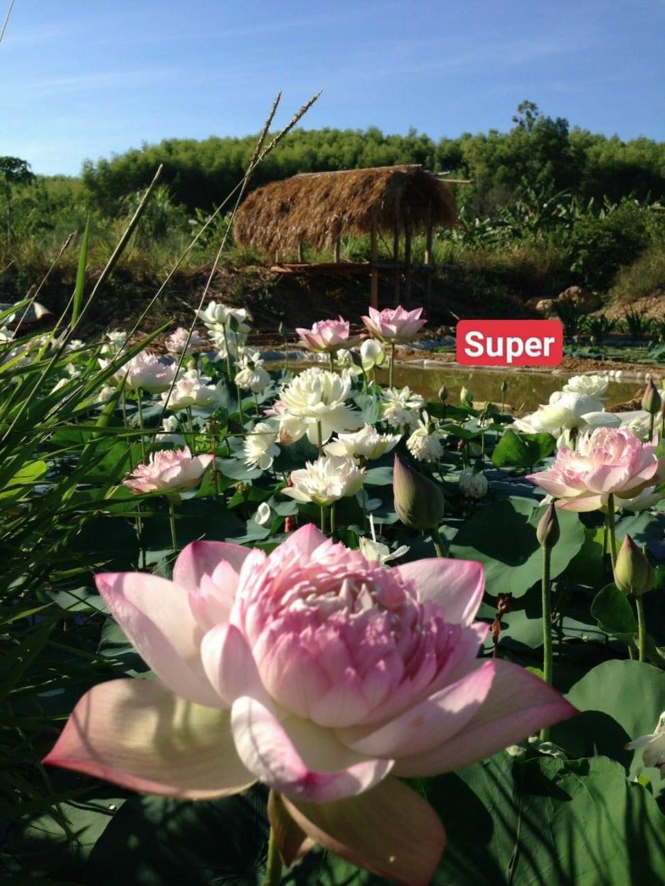Củ Giống Sen Super_ Ra Hoa Sau 1 Tháng Trồng