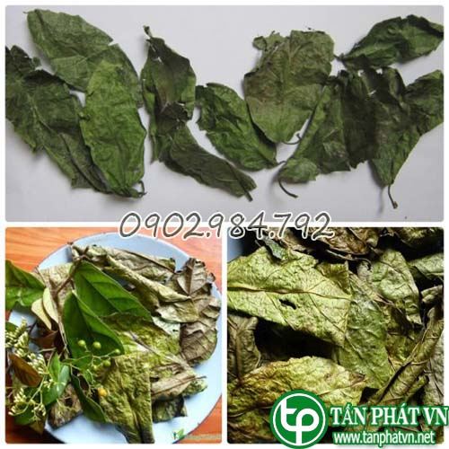 Lá xạ đen khô 1kg - Thảo Dược Tấn Phát