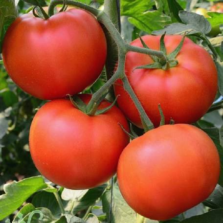 Hạt giống Cà Chua cherry đỏ, hàng công ty Thuận Điền