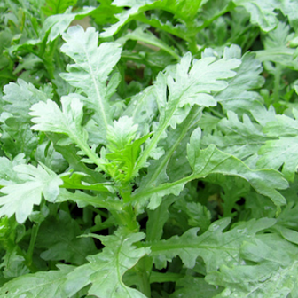 20g Hạt Giống Tần Ô (Cải Cúc) Dễ Trồng