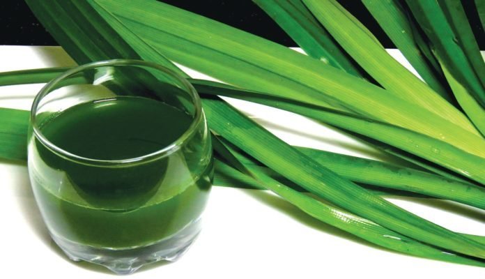 Bột lá dứa (lá nếp) - túi 100gr