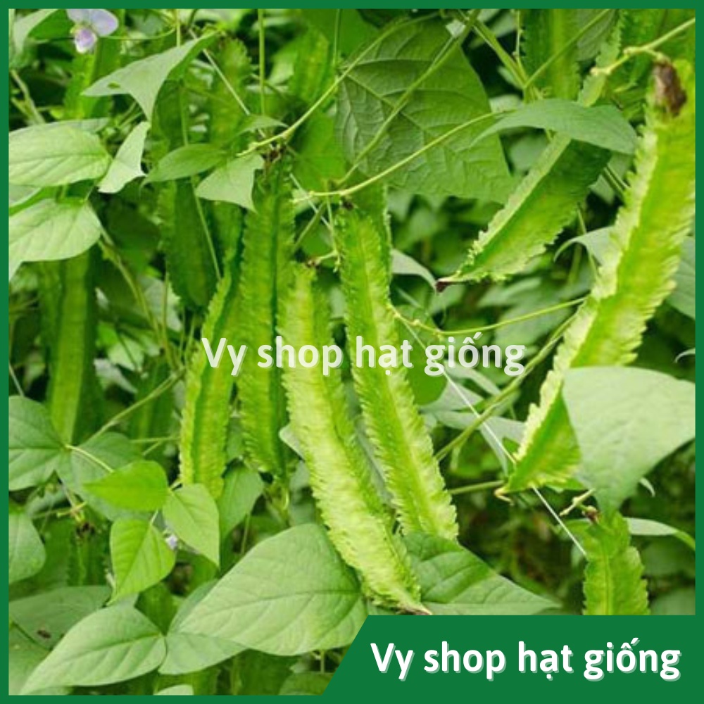 Hạt giống đậu rồng (đậu khế) Thái Lan gói 8 hạt