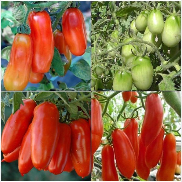 Hạt giống cà chua chuối ( cà chua ngón tay đỏ ) 30 hạt/gói - ( TẶNG gói kích thích hỗ trợ hạt nảy mầm)