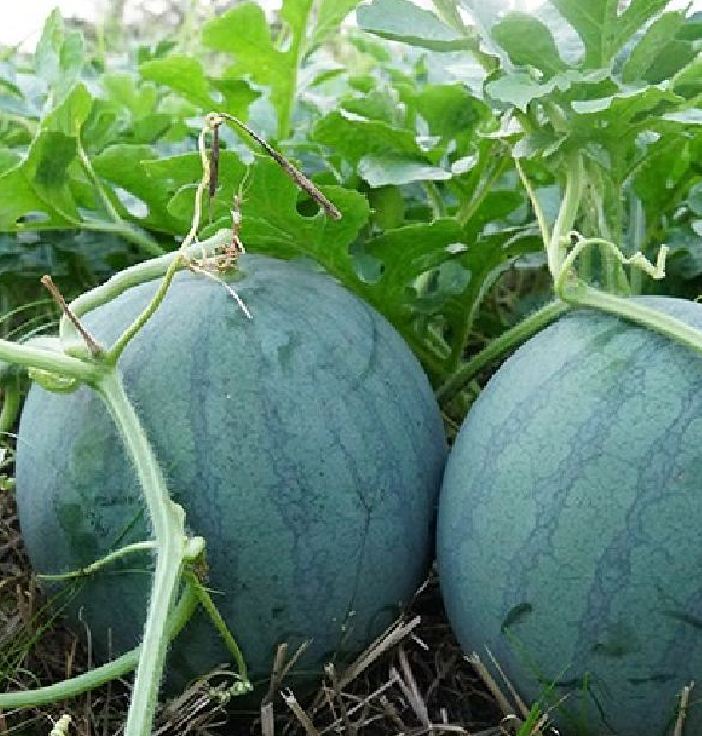 Hạt giống dưa hấu đỏ không hạt của Thái Lan ( 15 hạt )