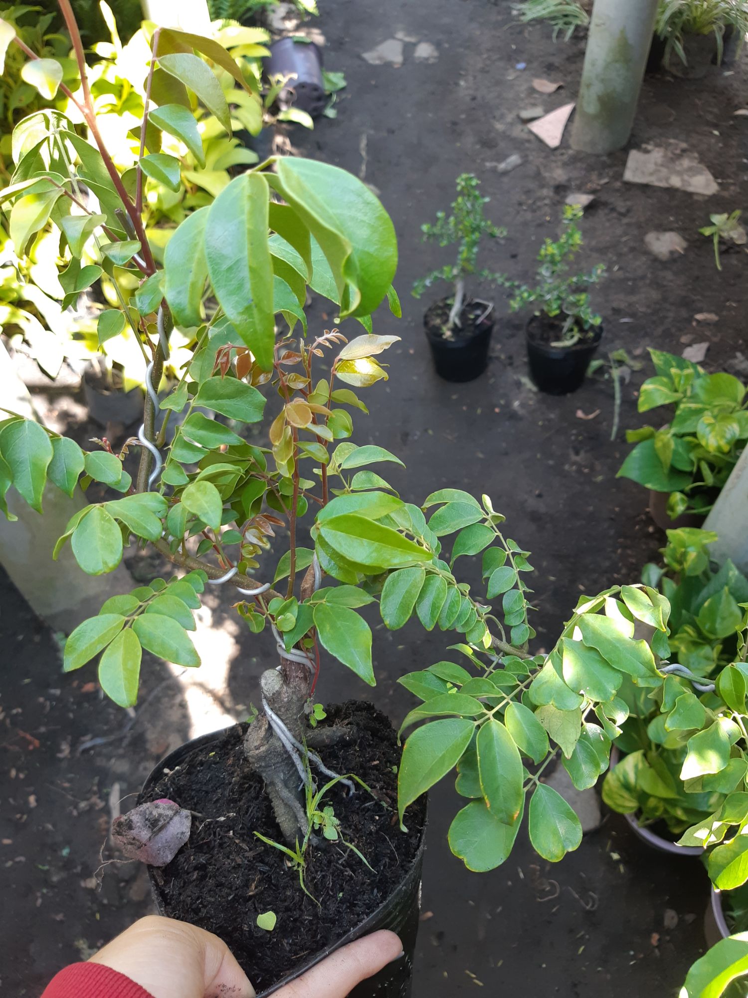 Cây khế bonsai mini đang quả