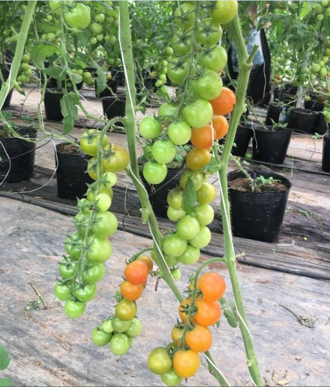 Hạt giống cà chua bi dây vàng cherry ( gói 30 hạt kèm gói kích thích hạt nảy mầm )