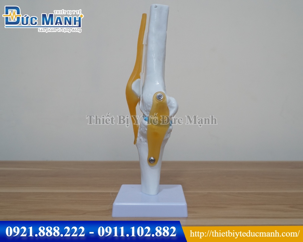 Mô hình khớp gối