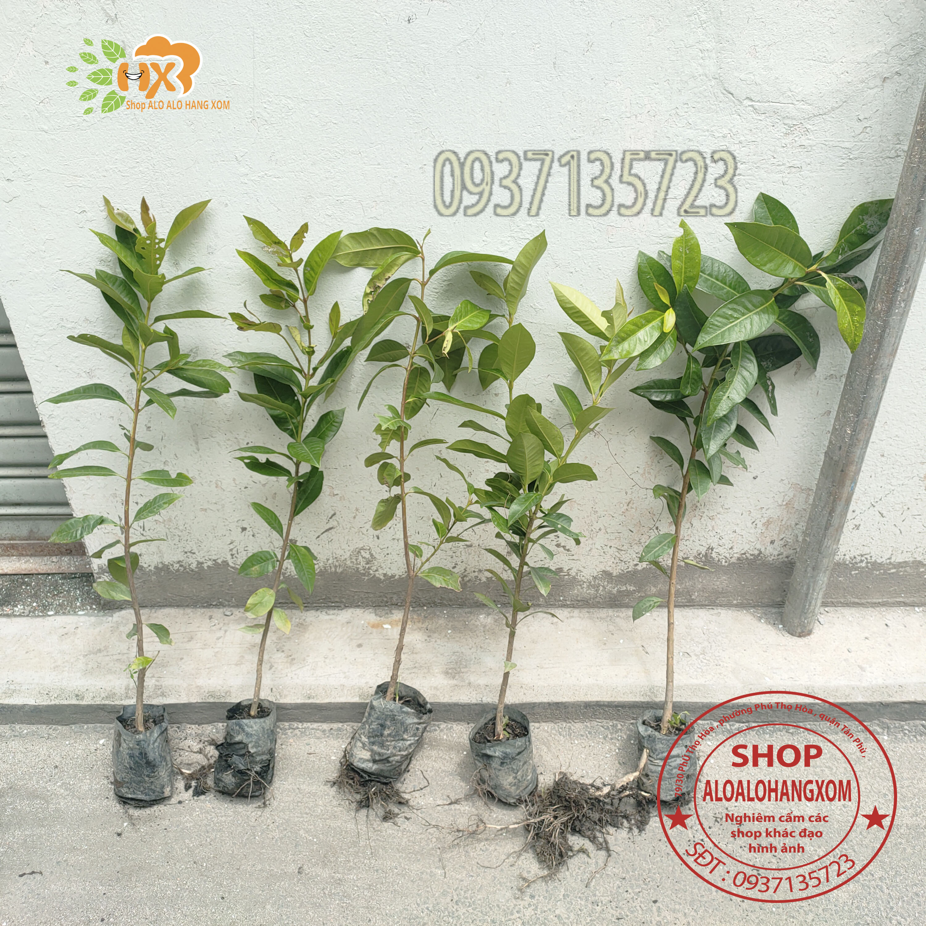 cây vối cây giống -combo 5 cây